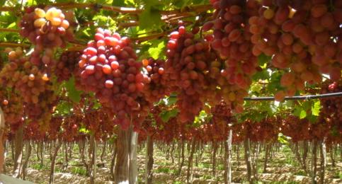 Fruit enhanced with seaweed extract